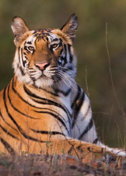 A tiger standing in tall grass